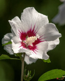 Rose of Sharon (Hibiscus syriacus) (DFL1092)