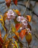 Double-flowering Plum (Prunus x blireiana) (DHC0032)