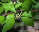 Common Winterberry or Winterberry Male Flowers (Ilex verticillata) (DFL1094)