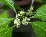 Common Winterberry or Winterberry Male Flowers (Ilex verticillata) (DFL1095)