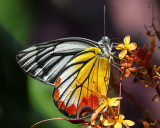 Painted Jezebel Butterfly (Delias hyparete indica) (DTHN0300)
