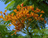 Yellow Flame Tree, Royal Poinciana, or Flamboyant (Delonix regia var. flavida) (DTHN0305)