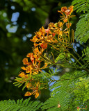 Yellow Flame Tree, Royal Poinciana, or Flamboyant (Delonix regia var. flavida) (DTHN0306)