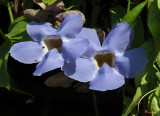 Blue Skyflower, Blue Thunbergia, Blue Trumpetvine, Clockvine or Skyvine (Thunbergia grandiflora) (DTHN0311)