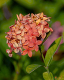 Jungle Geranium, Flame of the Woods, Jungle Flame or Pendkuli (Ixora coccinea) (DTHN0312)