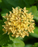 Jungle Geranium, Flame of the Woods, Jungle Flame or Pendkuli (Ixora coccinea) (DTHN0314)