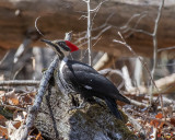 Pileated Woodpecker (Dryocopus pileatus) (DSB0389)