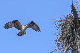 Osprey Approaching Nest (Pandion haliaetus) (DRB0280)