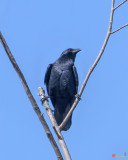 American Crow (Corvus brachyrhynchos) (DSB0392)