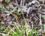 Eastern Garter Snake (Thamnophis sirtalis sirtalis) (DAR049)
