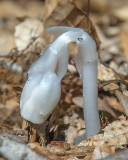 Indian Pipes, Indian Ghost Pipes, Corpse Plant, or One-flower Indian Pipes (Monotropa uniflora) (DSMF0145)