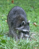 Eastern Raccoon or Common Raccoon (Procyon lotor lotor) (DMAM0052)