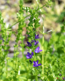 Venus Looking-glass, Clasping Venus Looking-glass or Clasping Bellflower (Triodanus perfoliata) (DFL1159)