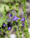 Venus Looking-glass, Clasping Venus Looking-glass or Clasping Bellflower (Triodanus perfoliata) (DFL1160)