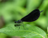 Ebony Jewelwing Damselfly Male (Calopteryx (Agrion) maculata) (DIN0328)