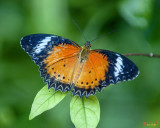 Leopard Lacewing Butterfly (Cethosia cyane) (DTHN0320)