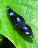 Great Eggfly, Common Eggfly or Blue Moon Butterfly (Hypolimnas bolina) (DTHN0323)