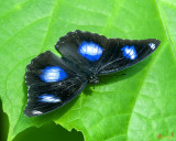 Great Eggfly, Common Eggfly or Blue Moon Butterfly (Hypolimnas bolina) (DTHN0324)