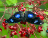 Great Eggfly, Common Eggfly or Blue Moon Butterfly (Hypolimnas bolina) (DTHN0326)