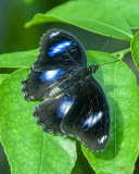 Great Eggfly, Common Eggfly or Blue Moon Butterfly (Hypolimnas bolina) (DTHN0327)