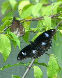 Great Eggfly, Common Eggfly or Blue Moon Butterfly (Hypolimnas bolina) (DTHN0328)