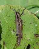 Differential Grasshopper (Melanoplus differentialis) (DIN0334)