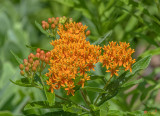 Butterfly Weed (Asclepias tuberosa) (DFL1176)