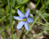 Blue-eyed Grass, or Pointed or Narrowleaf Blue-eyed Grass (Sisyrinchium angustifolium) (DFL1144)