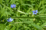 Blue-eyed Grass (Geum canadense) (DFL1175)
