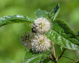 Common Buttonbush, Buttonbush, Button-willow or Honey-bells (Cephalanthus occidentalis) (DFL1178)