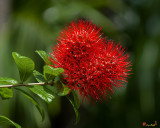 Thailand Powderpuff or Ball of Fire (Combretum constrictum) (DTHN0363)