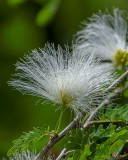 Surinam Powderpuff (Calliandra surinamensis) (DTHN0365)