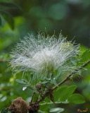 Surinam Powderpuff (Calliandra surinamensis) (DTHN0366)
