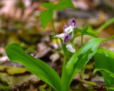 Showy Orchis or Showy Orchid (Galearis spectabilis or Orchis spectabilis) (DFL1183)