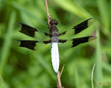 Male Common Whitetail Dragonfly (Libellula lydia) (DIN0173)