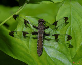 Female Common Whitetail Dragonfly (Libellula lydia) (DIN0341)