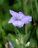 Wild Petunia (Ruellia humilis) (DFL1199)