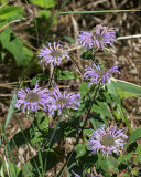 Beebalm or Wild Bergamot (Monarda fistulosa) (DFL1208)