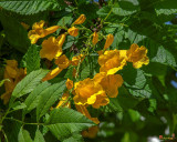 Yellow Trumpetbush or Yellow Elder (Tecoma stans) (DTHN0379)