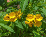 Yellow Trumpetbush or Yellow Elder (Tecoma stans) (DTHN0381)