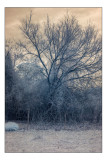 Bare Tree - Infrared