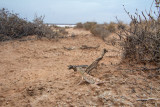 Tympanocryptis centralis