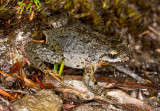 Geocrinia sparsiflora