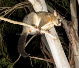 Common Brushtail Possum