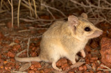 Striped-faced Dunnart