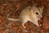 Striped-faced Dunnart