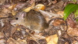 Pale Field Rat