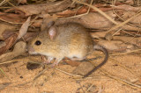 Western Chestnut Mouse