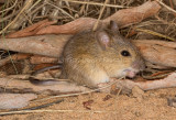 Western Chestnut Mouse