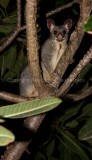 Northern Brushtail Possum